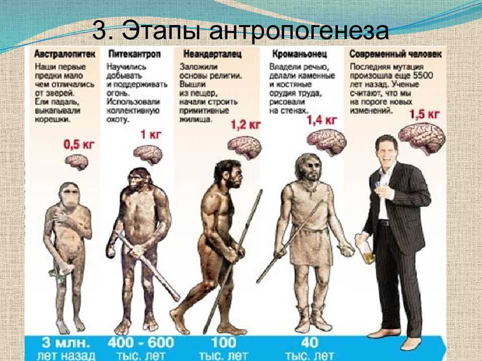 Ученые из Боннского университета проследили происхождения дыхательной мышцы, служащей для расширения легких, начиная с первых пресмыкающихся