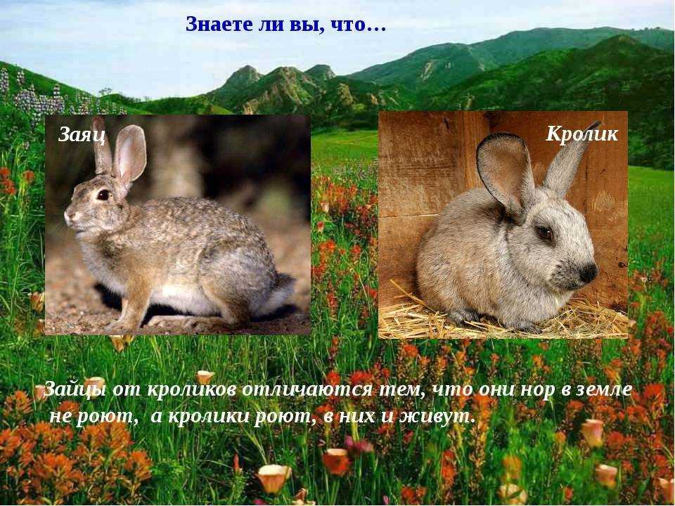 Кролики и зайцы: общее и чем они отличаются | в чем разница
