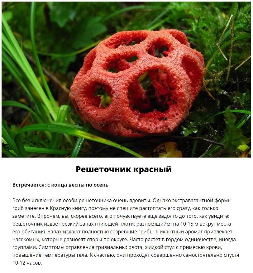 Пять самых ядовитых грибов россии (фото и описание)