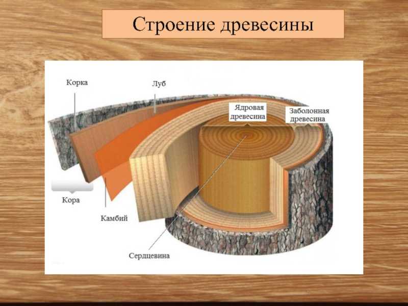 Приспособляемость животных и растений к условиям жизни в пустынях