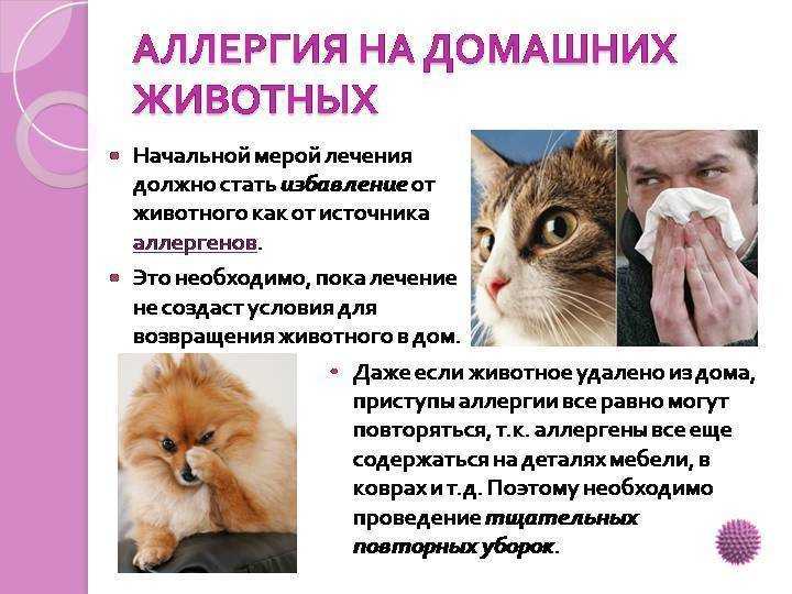 Аллергия на животных: симптомы, лечение
