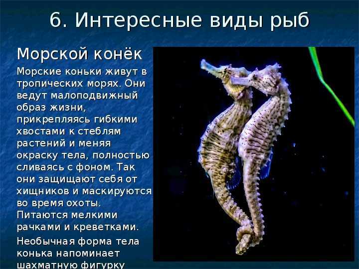 Что собой представляет морской конёк: чем питается, как выглядит и как может размножаться, нюансы содержания