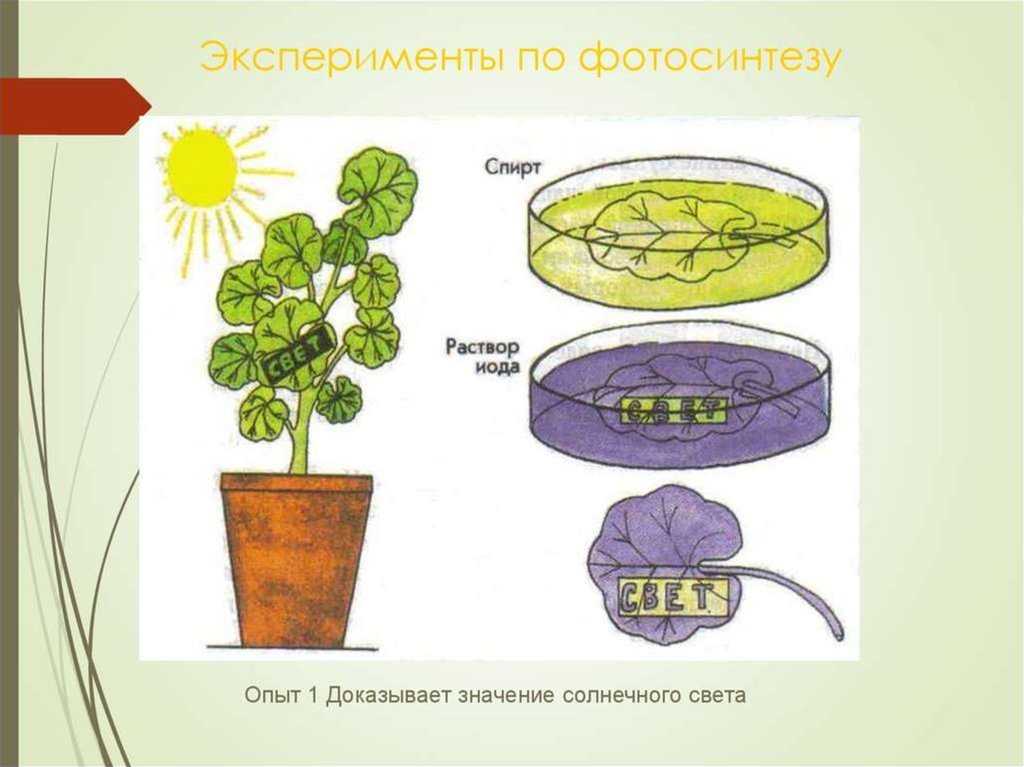 Нужны ли человечеству генно-модифицированные продукты? | мир вокруг нас | школажизни.ру