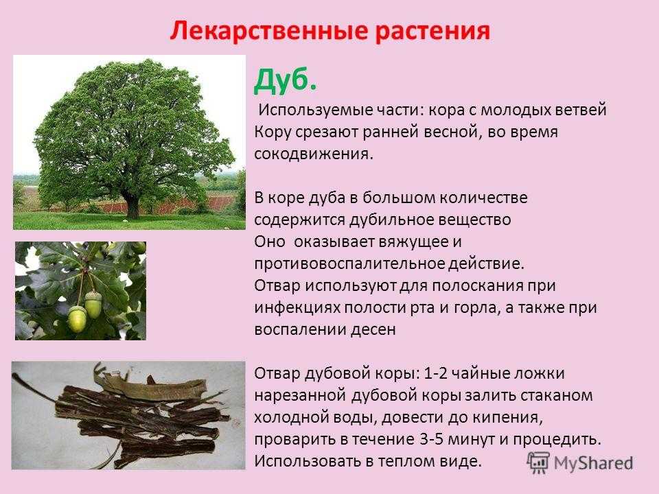 Кора дуба: лечебные свойства, применение и противопоказания