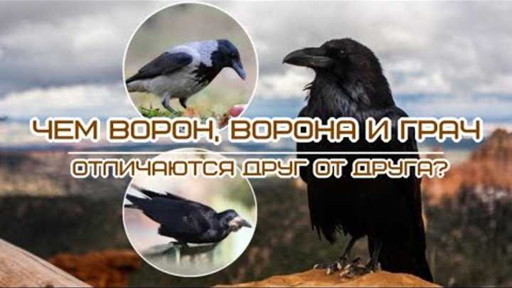 ​50 интересных и удивительных фактов о воронах — общенет