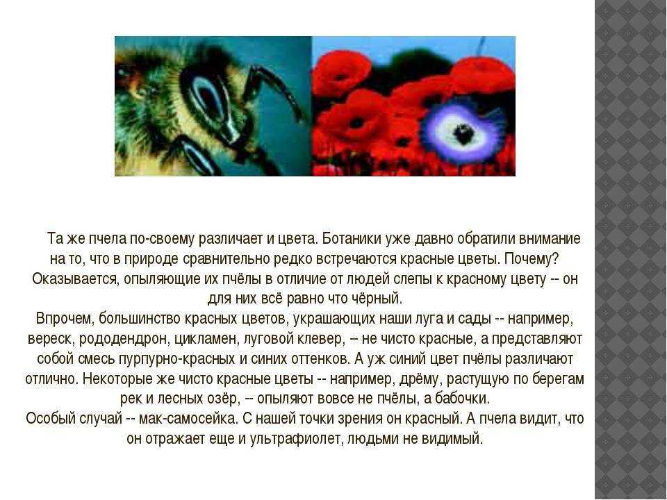 Сколько глаз у пчелы: строение, анатомия пчел