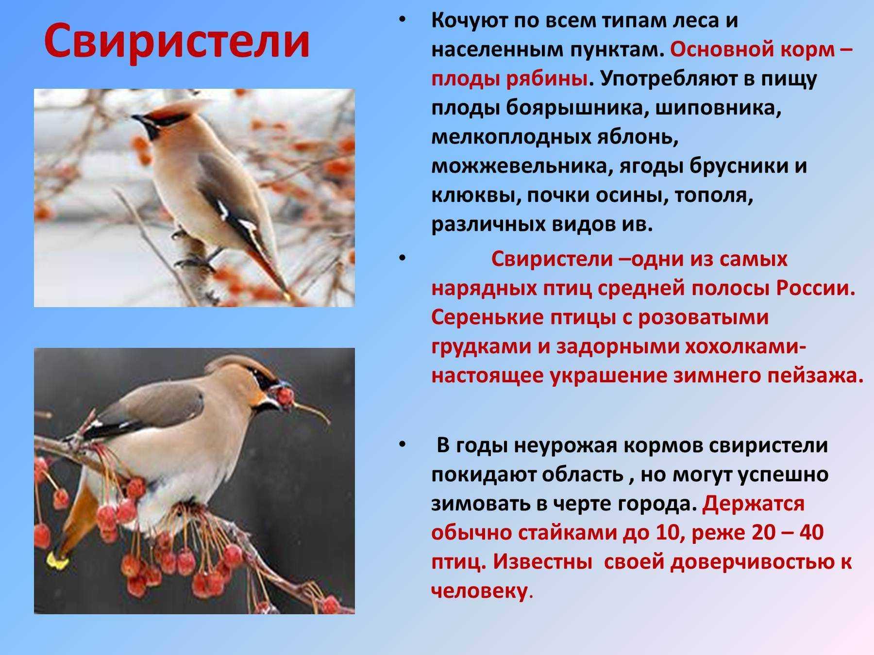 Перелетные и зимующие пртицы: информация для школьного проекта