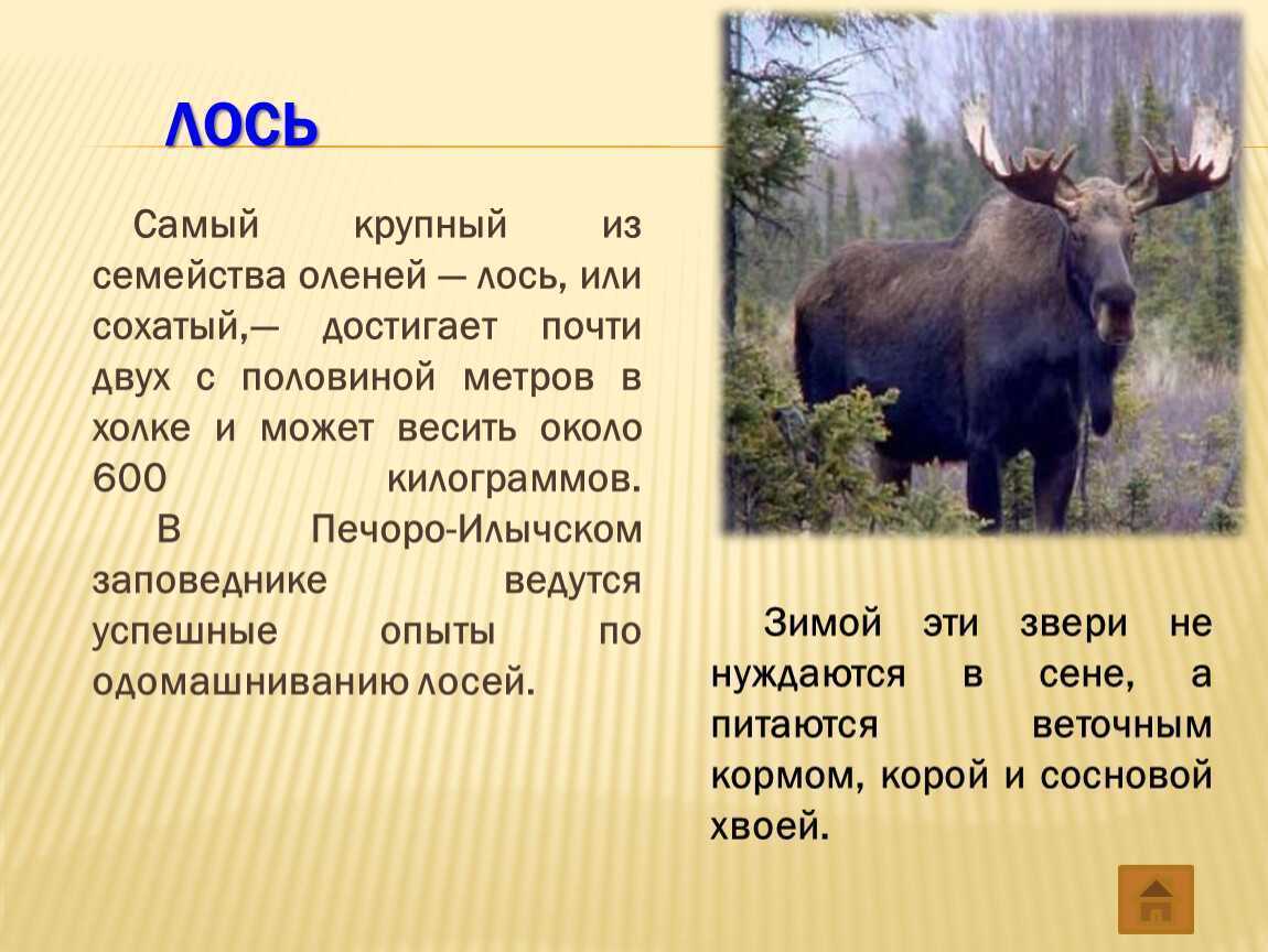 Охота на лося