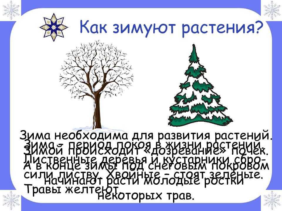 Как деревья живут зимой? – elrudit