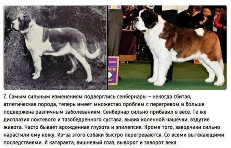 Откуда взялись кошки – версии и факты происхождения