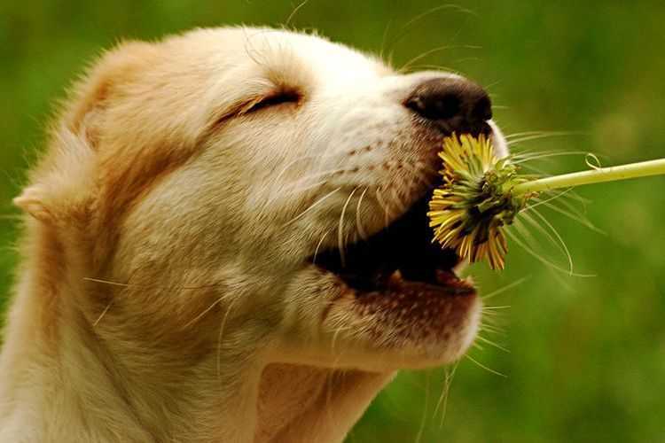 Как собака чувствует, что человек скоро заболеет? wikipet.ru