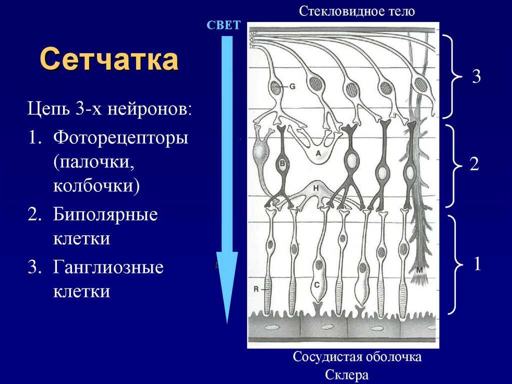 Палочки и колбочки сетчатки глаза - строение и функции, диагностика и заболевания - сайт "московская офтальмология"