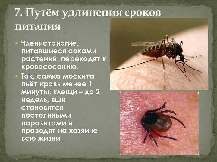 Сколько живет комар с кровью и без?