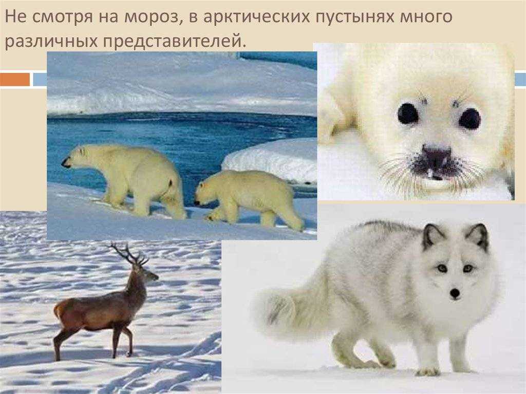 Описание и отличия на глобусе антарктики и антарктиды