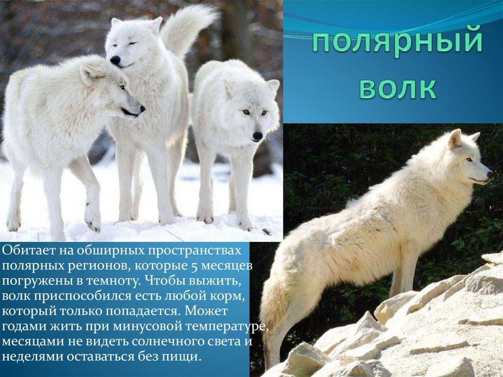 Виды волков, их особенности, названия, образ жизни и среда обитания | живность.ру