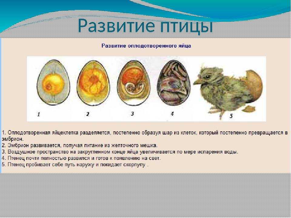 Сколько времени курица высиживает яйцо до появления цыпленка: положенное время и сроки