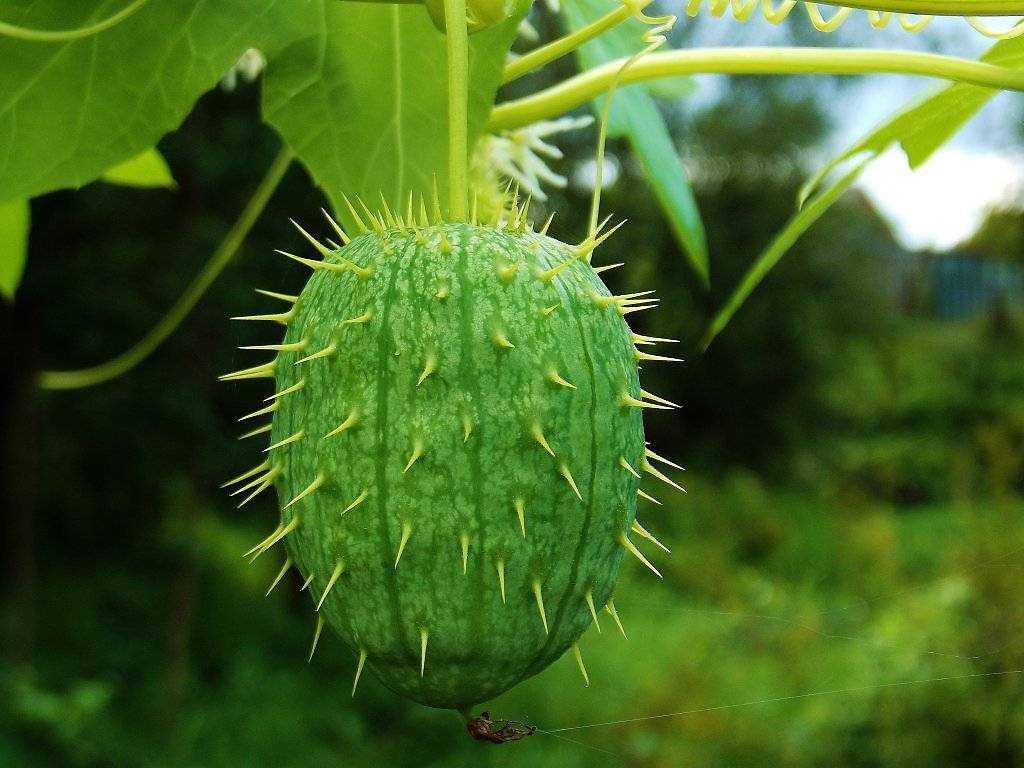 Бешеный огурец – описание растения, его свойства, правила посадки и выращивания лианы