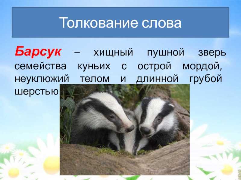 Барсук