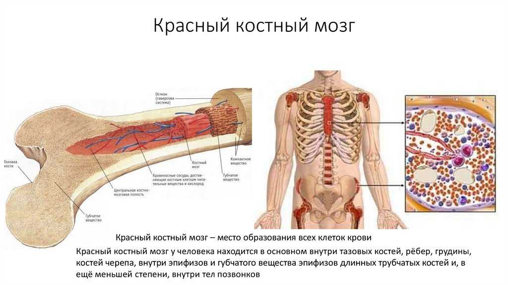 Как использовать кости животных в выживании и автономном хозяйстве