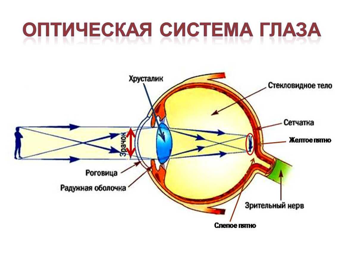 В каком пространстве видит человек? 2023 - метрологический надзор