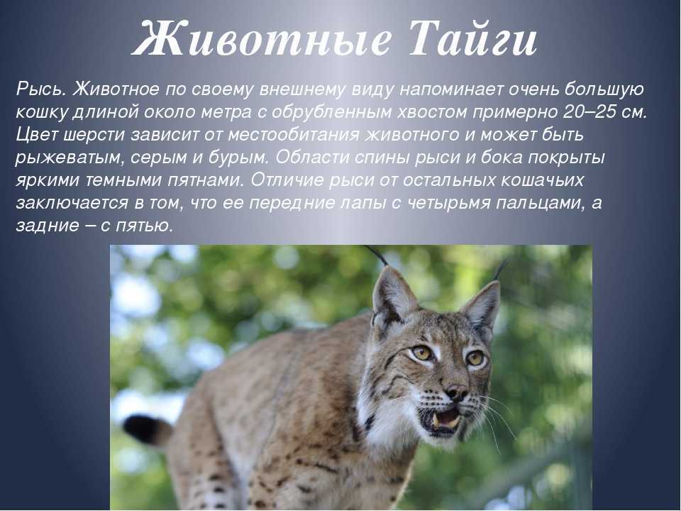 Зубр