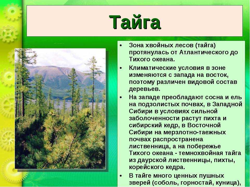 Тайга: что это, где находится, её флора и фауна - узнай что такое