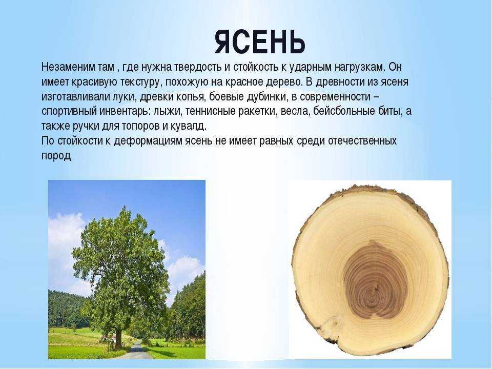Интересные факты о деревьях россии для детей: 10 интересных фактов о деревьях – всё о детях – беременность, воспитание, уроки для детей