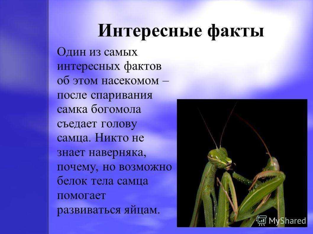 Богомолы средней полосы — чем полезны в саду и опасны ли для человека? фото — ботаничка