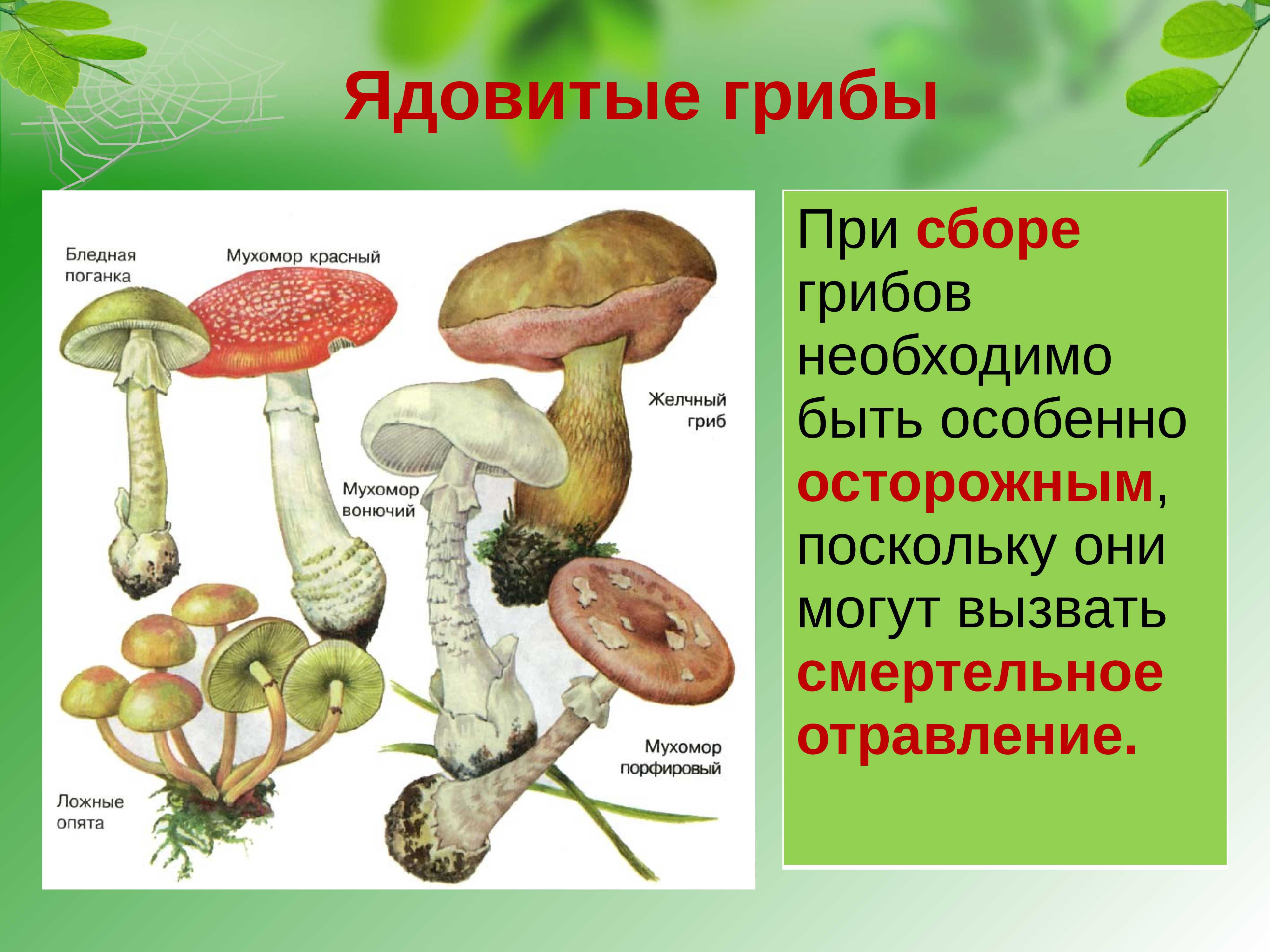 Как отличить съедобный гриб от несъедобного: краткое описание разницы между ядовитыми и обычными