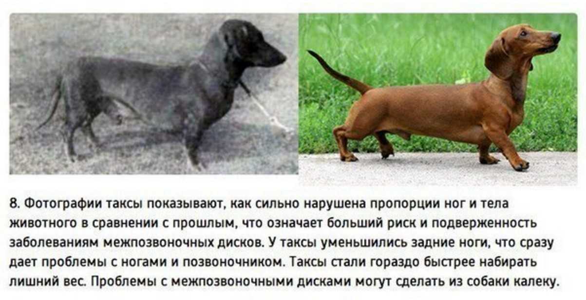 Откуда взялись на земле кошки, от кого они произошли и когда появились, кто является диким предком домашних питомцев?